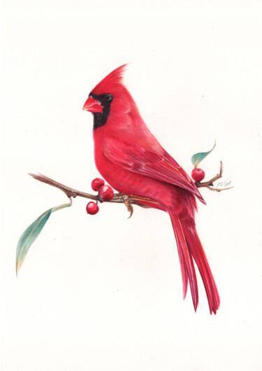 Desenho intitulada "Northern Cardinal…" por Daria Maier, Obras de arte originais, Canetac de aerossol