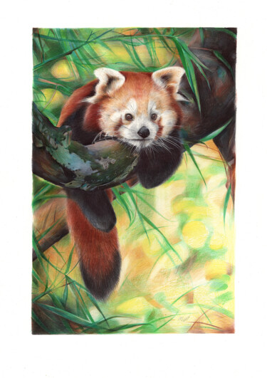 Dessin intitulée "Red Panda sleeping…" par Daria Maier, Œuvre d'art originale, Stylo à bille