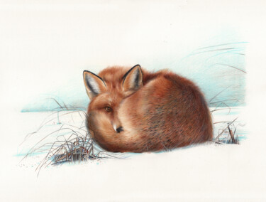 Drawing titled "Red Fox (Photoreali…" by Daria Maier, Original Artwork, Ballpoint pen