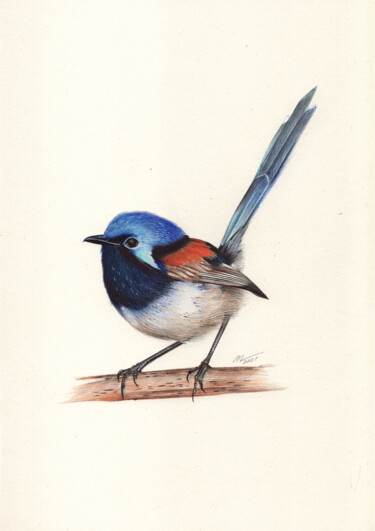 Drawing titled "Red-winged Fairywren" by Daria Maier, Original Artwork, Ballpoint pen