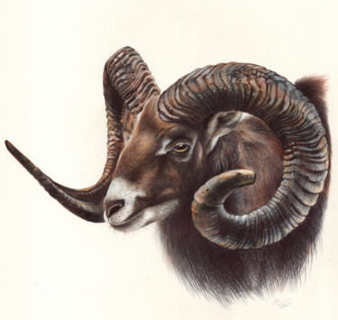 Dessin intitulée "Mouflon" par Daria Maier, Œuvre d'art originale, Stylo à bille