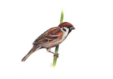 Eurasian Tree Sparrow on a Branch - Bird Portrait Рисунок под названием "Eurasian Tree Sparr…" - Daria Maier, Подлинное произведение искусства, Шариковая ручка