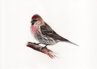 Drawing titled "Common Redpoll or M…" by Daria Maier, Original Artwork, Ballpoint pen