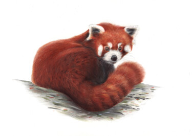 제목이 "Red Panda - Animal…"인 그림 Daria Maier로, 원작, 볼펜