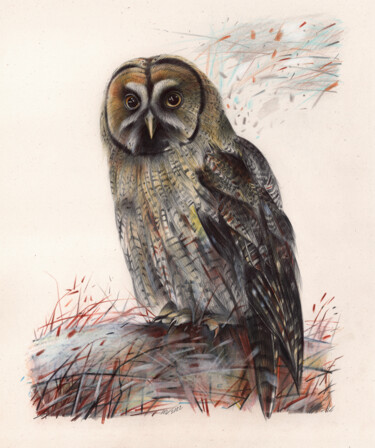 Drawing titled "Great Gray Owl - Bi…" by Daria Maier, Original Artwork, Ballpoint pen