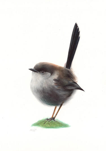 Drawing titled "Superb Fairywren -…" by Daria Maier, Original Artwork, Ballpoint pen