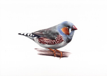 "Zebra Finch - Bird…" başlıklı Resim Daria Maier tarafından, Orijinal sanat, Tükenmez kalem