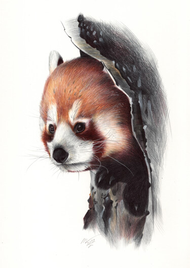 Drawing titled "Red Panda Portrait…" by Daria Maier, Original Artwork, Ballpoint pen