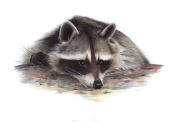 Tekening getiteld "Raccoon portrait (P…" door Daria Maier, Origineel Kunstwerk, Balpen
