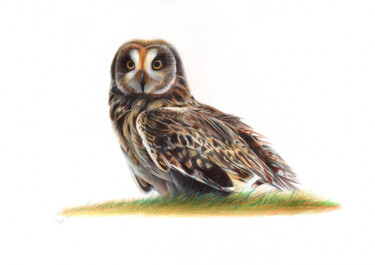 Drawing titled "Short-eared Owl - B…" by Daria Maier, Original Artwork, Ballpoint pen