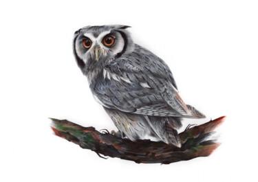 Zeichnungen mit dem Titel "Eurasian Scops Owl…" von Daria Maier, Original-Kunstwerk, Kugelschreiber