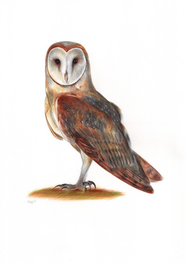 Drawing titled "Barn Owl - Bird Por…" by Daria Maier, Original Artwork, Ballpoint pen