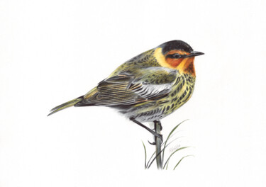 Disegno intitolato "Cape May Warbler (B…" da Daria Maier, Opera d'arte originale, Biro