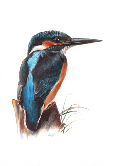 Drawing titled "River Kingfisher (B…" by Daria Maier, Original Artwork, Ballpoint pen