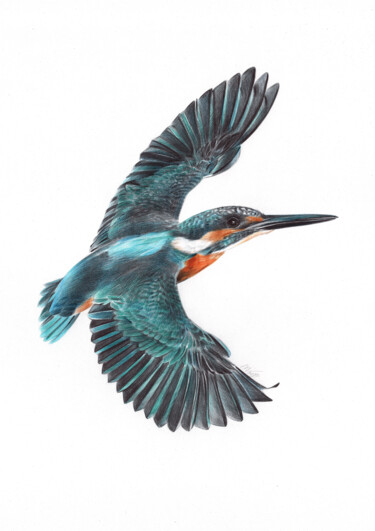 Tekening getiteld "River Kingfisher (P…" door Daria Maier, Origineel Kunstwerk, Balpen