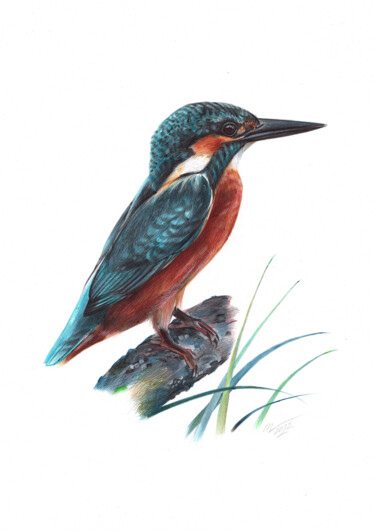 Dibujo titulada "River Kingfisher (R…" por Daria Maier, Obra de arte original, Bolígrafo
