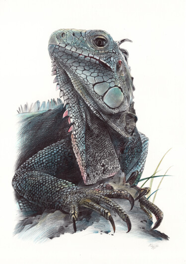Dessin intitulée "American Iguana (Ph…" par Daria Maier, Œuvre d'art originale, Stylo à bille