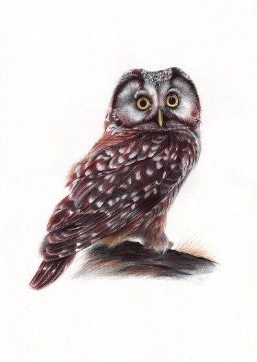 Drawing titled "Boreal Owl (Realist…" by Daria Maier, Original Artwork, Ballpoint pen