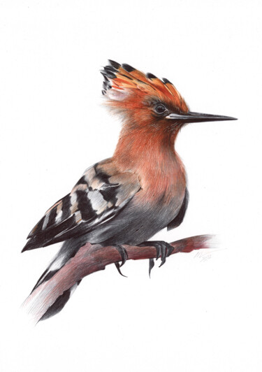 Drawing titled "Eurasian Hoopoe (Re…" by Daria Maier, Original Artwork, Ballpoint pen