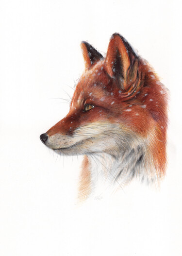 Zeichnungen mit dem Titel "Red Fox II (Realist…" von Daria Maier, Original-Kunstwerk, Kugelschreiber