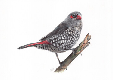 Drawing titled "Red-eared Firetail…" by Daria Maier, Original Artwork, Ballpoint pen