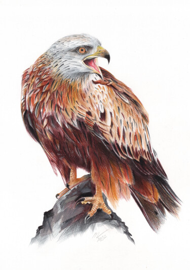 Drawing titled "Red Kite (Realistic…" by Daria Maier, Original Artwork, Ballpoint pen