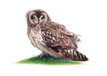 Рисунок под названием "Short-eared Owl II…" - Daria Maier, Подлинное произведение искусства, Шариковая ручка