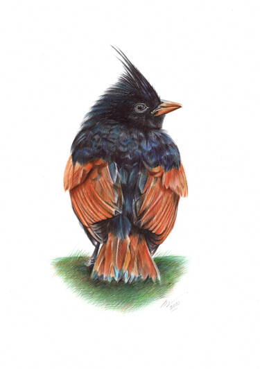 Drawing titled "Crested Bunting (Re…" by Daria Maier, Original Artwork, Ballpoint pen