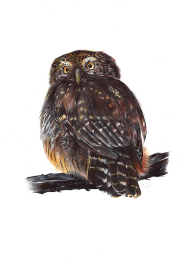 Dessin intitulée "Eurasian Pygmy Owl…" par Daria Maier, Œuvre d'art originale, Stylo à bille