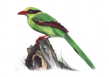 图画 标题为“Common Green Magpie…” 由Daria Maier, 原创艺术品, 圆珠笔