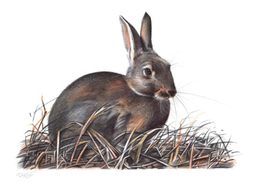 Dessin intitulée "European Rabbit (Re…" par Daria Maier, Œuvre d'art originale, Stylo à bille