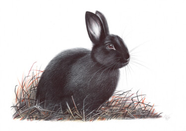 Рисунок под названием "European Rabbit II…" - Daria Maier, Подлинное произведение искусства, Шариковая ручка
