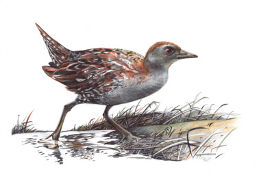 "Baillon's Crake (Re…" başlıklı Resim Daria Maier tarafından, Orijinal sanat, Tükenmez kalem