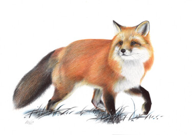 Dessin intitulée "Red Fox IV (Realist…" par Daria Maier, Œuvre d'art originale, Stylo à bille