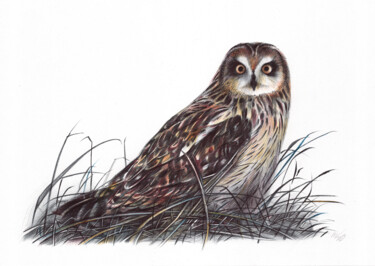 Desenho intitulada "Short-eared Owl III…" por Daria Maier, Obras de arte originais, Canetac de aerossol