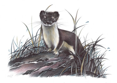 "Stoat (Realistic Ba…" başlıklı Resim Daria Maier tarafından, Orijinal sanat, Tükenmez kalem