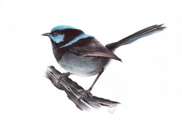 Dessin intitulée "Superb Fairywren (R…" par Daria Maier, Œuvre d'art originale, Stylo à bille