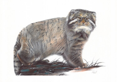 Rysunek zatytułowany „Pallas's Cat (Reali…” autorstwa Daria Maier, Oryginalna praca, Długopis