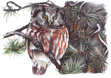 Dessin intitulée "Boreal Owl II (Real…" par Daria Maier, Œuvre d'art originale, Stylo à bille