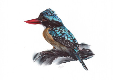 Zeichnungen mit dem Titel "Banded Kingfisher (…" von Daria Maier, Original-Kunstwerk, Kugelschreiber