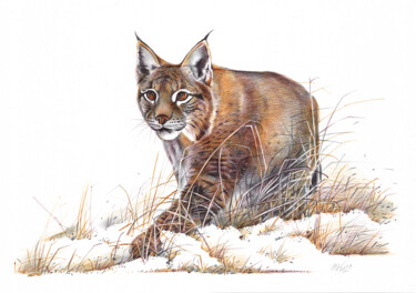 Desenho intitulada "Eurasian Lynx (Real…" por Daria Maier, Obras de arte originais, Canetac de aerossol