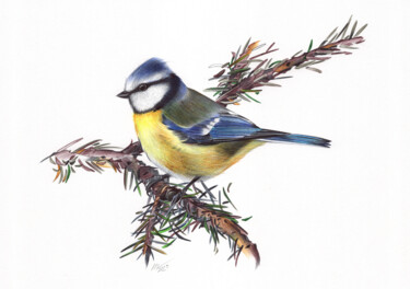 Tekening getiteld "Eurasian Blue Tit (…" door Daria Maier, Origineel Kunstwerk, Balpen