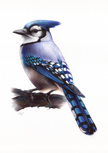 Desenho intitulada "Blue Jay (Realistic…" por Daria Maier, Obras de arte originais, Canetac de aerossol