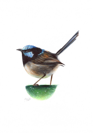 Drawing titled "Superb Fairywren II…" by Daria Maier, Original Artwork, Ballpoint pen