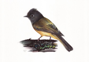 Рисунок под названием "Grey-headed Canary-…" - Daria Maier, Подлинное произведение искусства, Шариковая ручка