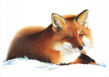Drawing titled "Red Fox V (Realisti…" by Daria Maier, Original Artwork, Ballpoint pen