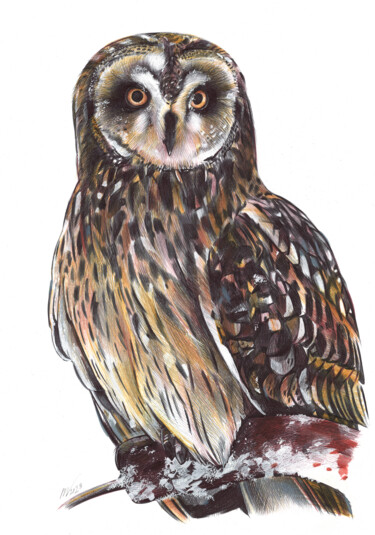 Drawing titled "Short-eared Owl II" by Daria Maier, Original Artwork, Ballpoint pen