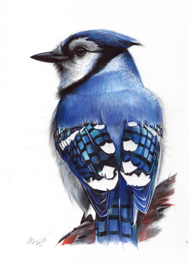 Drawing titled "Blue Jay II" by Daria Maier, Original Artwork, Ballpoint pen
