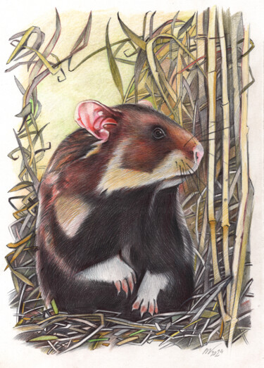 Drawing titled "European Hamster" by Daria Maier, Original Artwork, Ballpoint pen