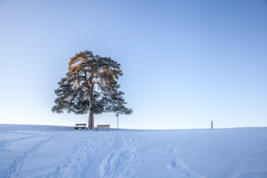 Photographie intitulée "tree in winter" par Markus Zeller, Œuvre d'art originale, Photographie numérique